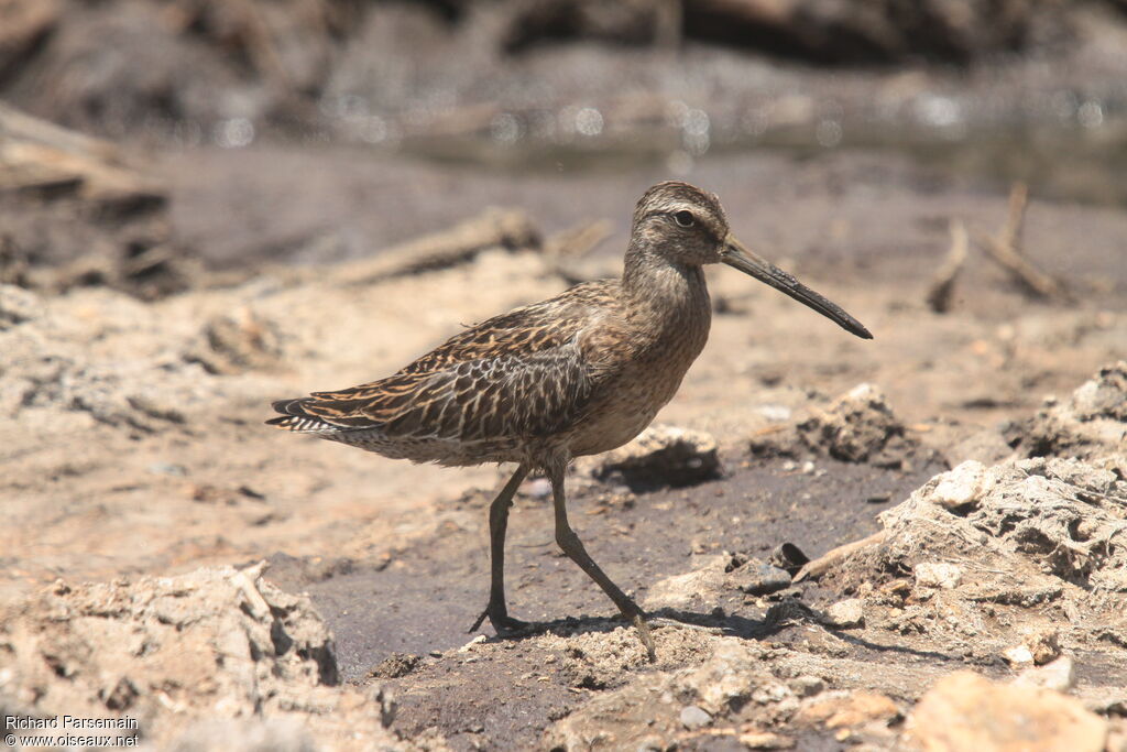 Short-billed Dowitcherimmature, eats