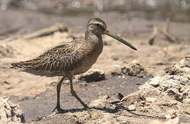 Short-billed Dowitcher