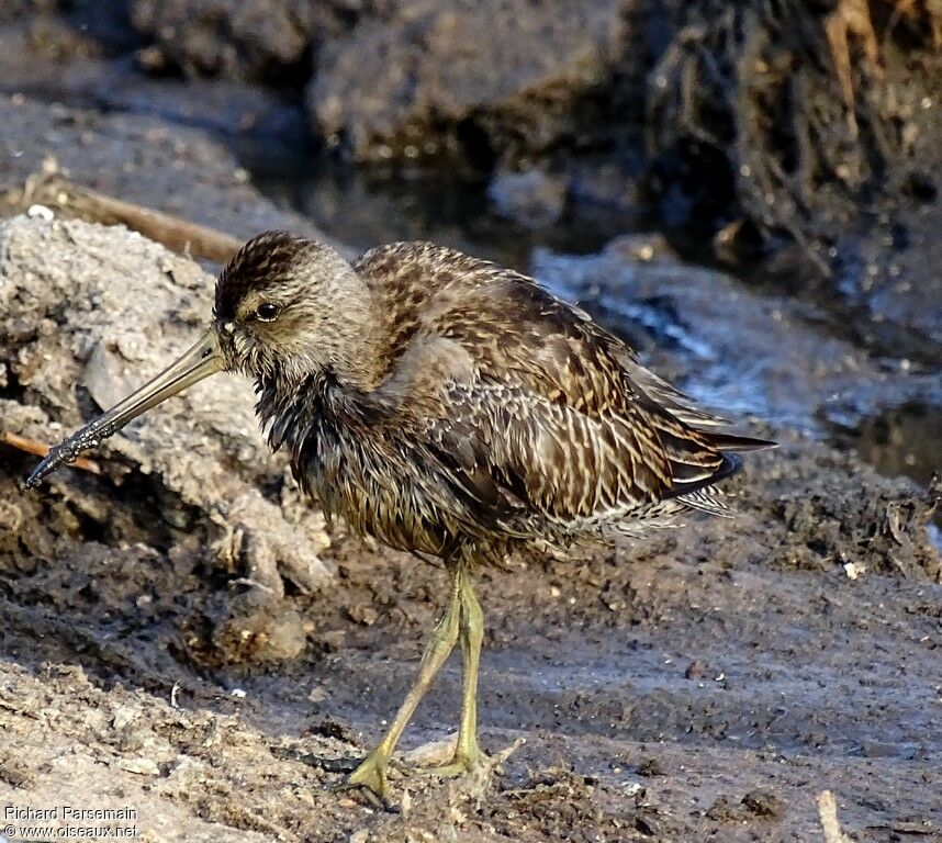 Short-billed Dowitcher