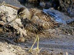 Short-billed Dowitcher