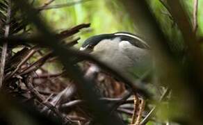 Black-crowned Night Heron