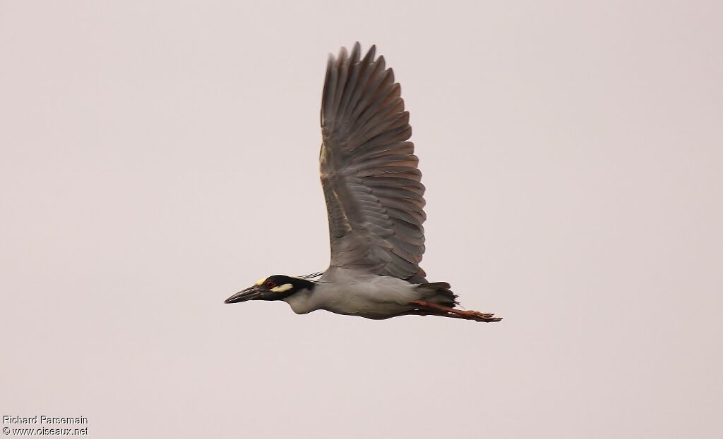 Yellow-crowned Night Heronadult