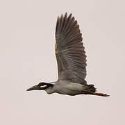 Yellow-crowned Night Heron