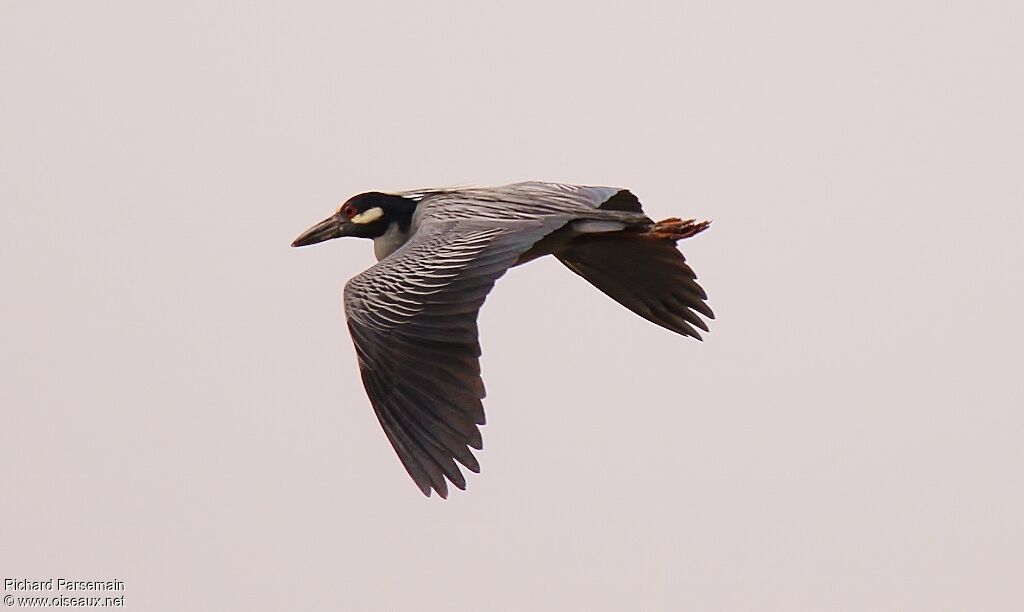 Yellow-crowned Night Heron