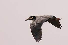 Yellow-crowned Night Heron