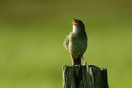 Grassland Sparrow