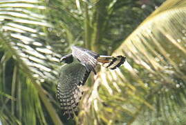 Long-winged Harrier