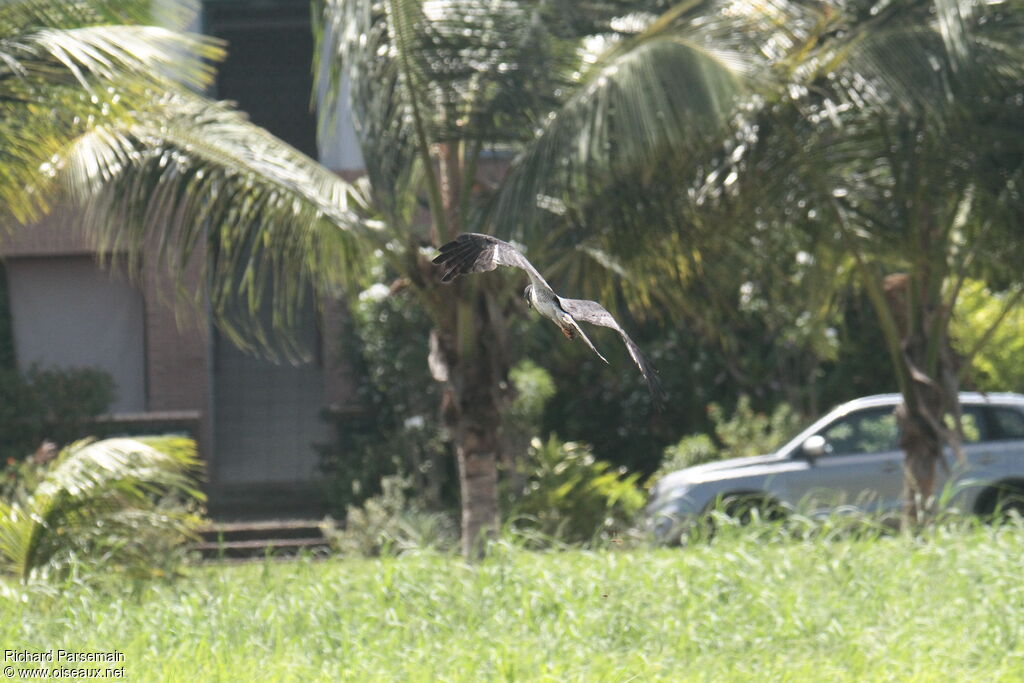 Long-winged Harrier