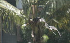 Long-winged Harrier