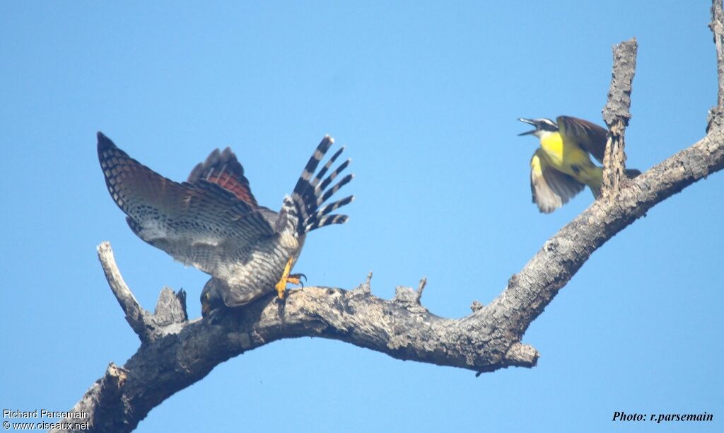 Roadside Hawkadult