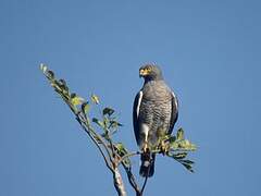 Roadside Hawk