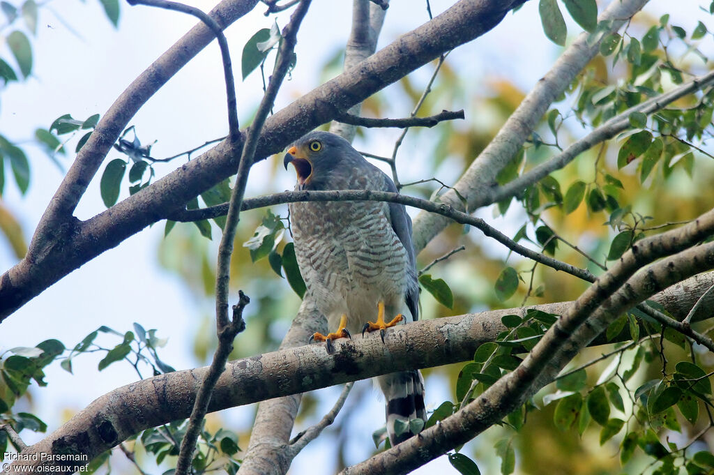 Roadside Hawkadult