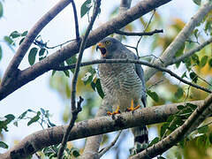 Roadside Hawk