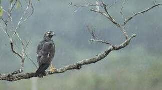 White-tailed Hawk