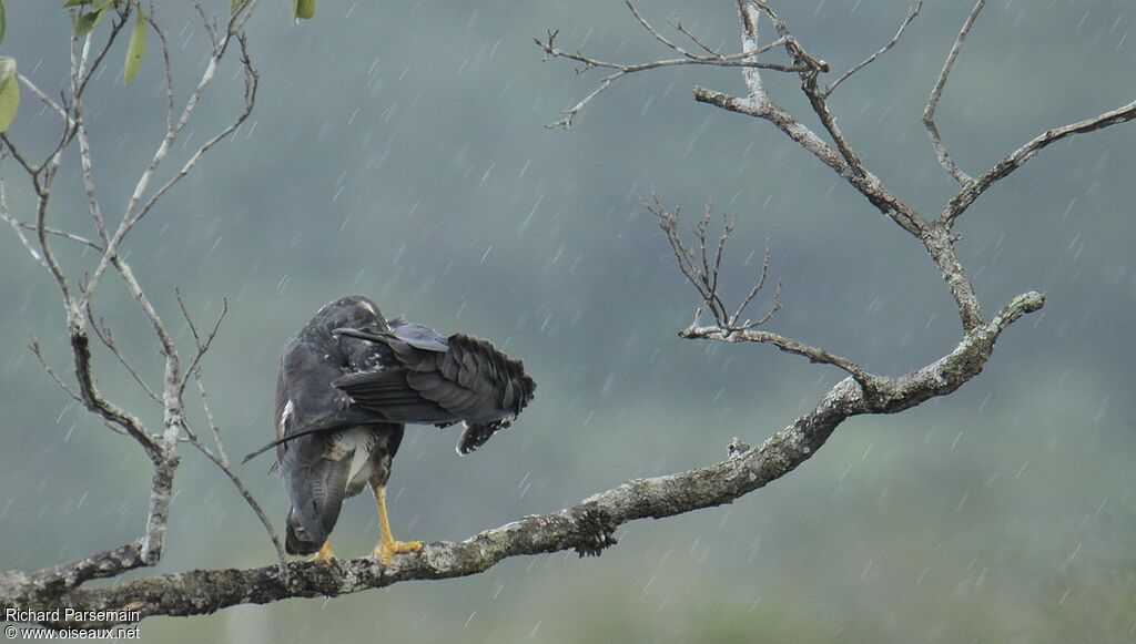 White-tailed Hawk