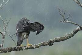 White-tailed Hawk