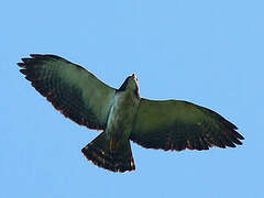 Short-tailed Hawk