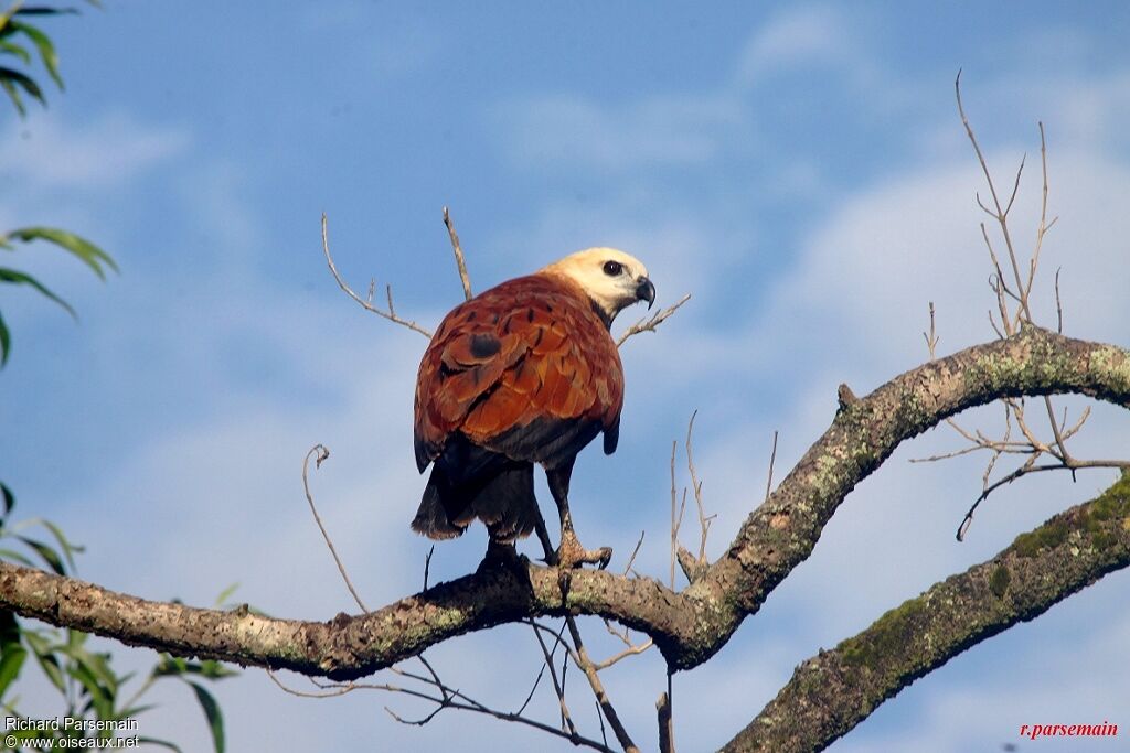 Black-collared Hawkadult