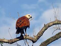 Black-collared Hawk