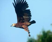 Black-collared Hawk