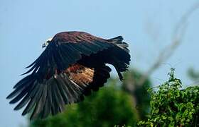 Black-collared Hawk