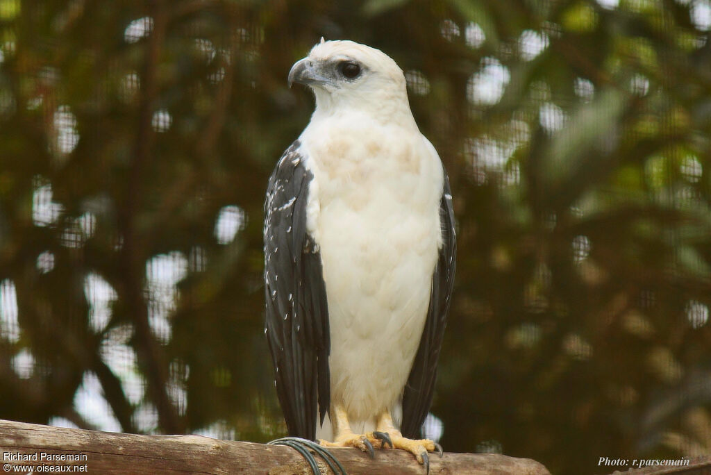 White Hawkadult