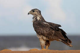 Rufous Crab Hawk