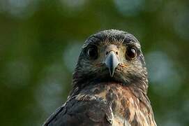 Rufous Crab Hawk