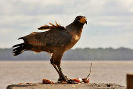 Rufous Crab Hawk