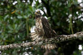 Rufous Crab Hawk