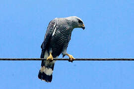 Grey-lined Hawk