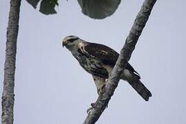 Grey-lined Hawk