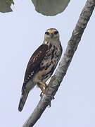 Grey-lined Hawk