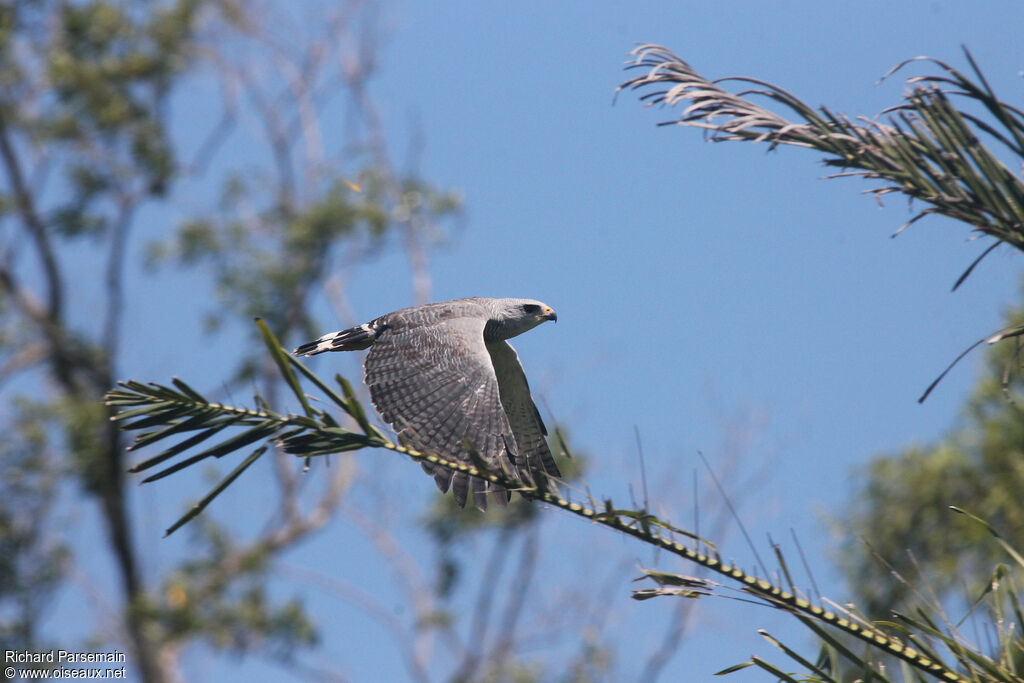 Grey-lined Hawkadult