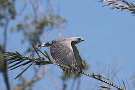 Grey-lined Hawk