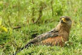 Savanna Hawk