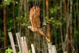 Savanna Hawk