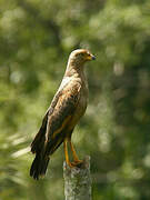 Savanna Hawk