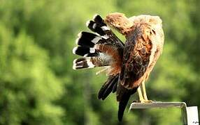 Savanna Hawk