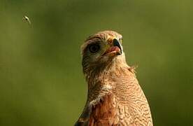 Savanna Hawk