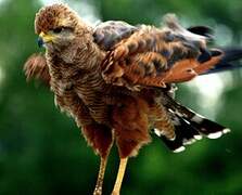 Savanna Hawk