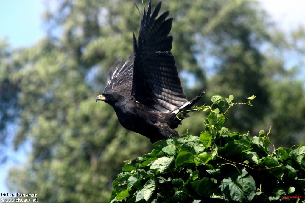 Great Black Hawkadult