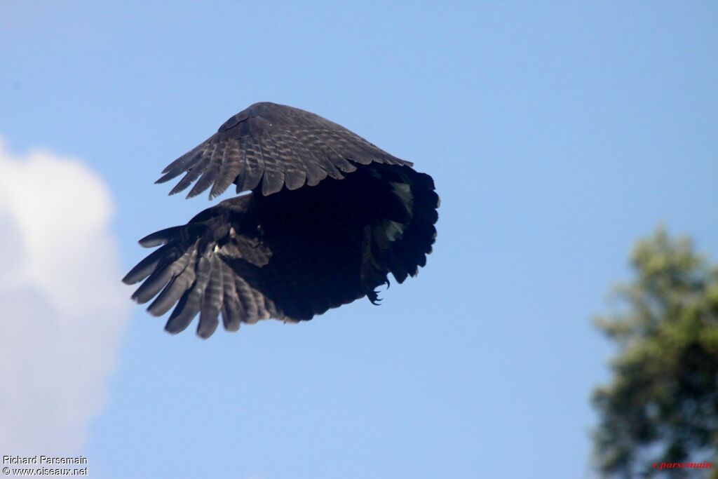 Great Black Hawkadult