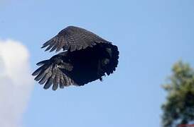 Great Black Hawk