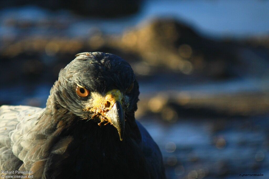 Great Black Hawkadult