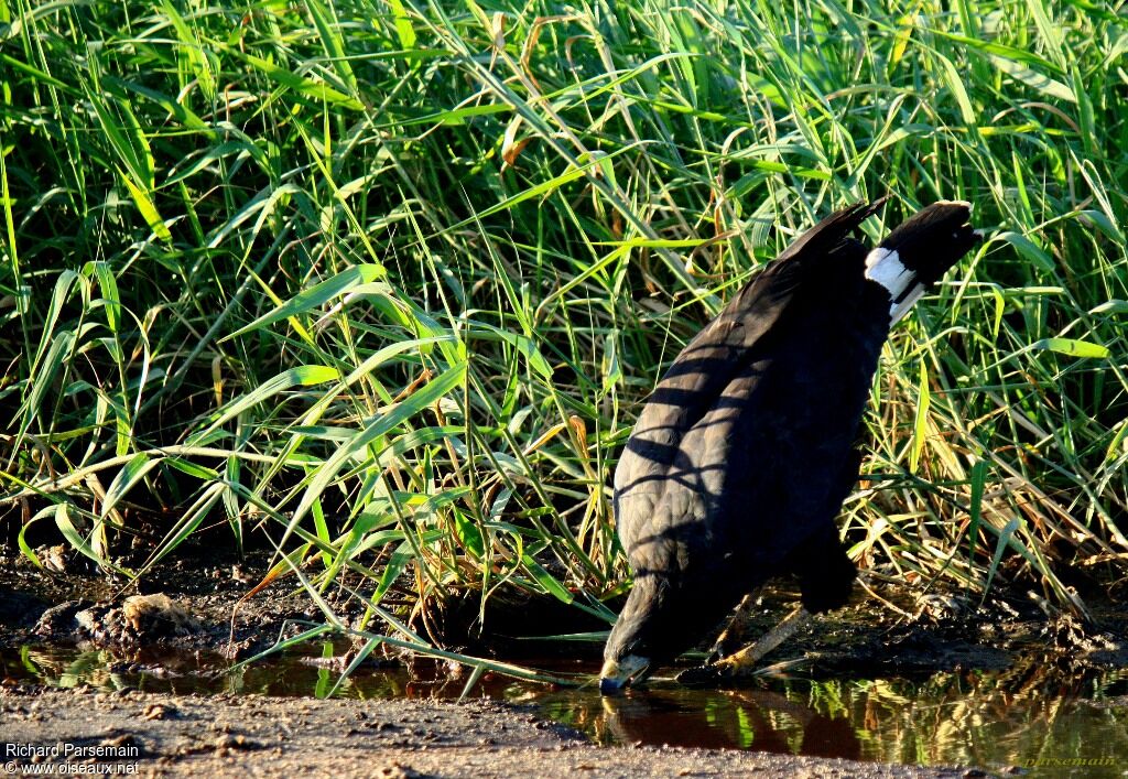 Great Black Hawkadult