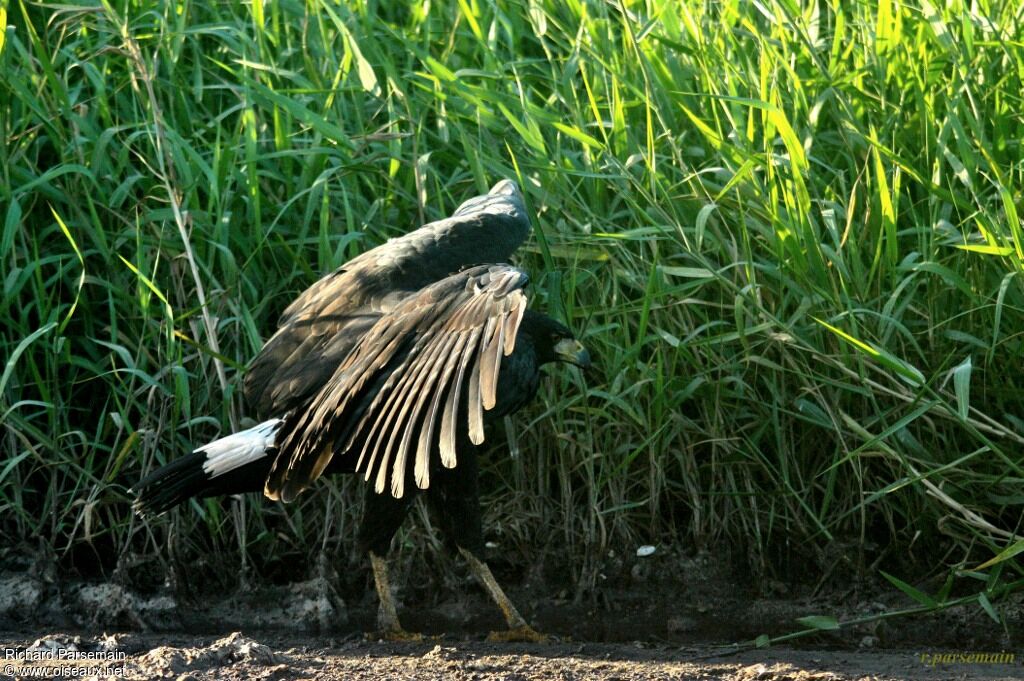 Great Black Hawkadult