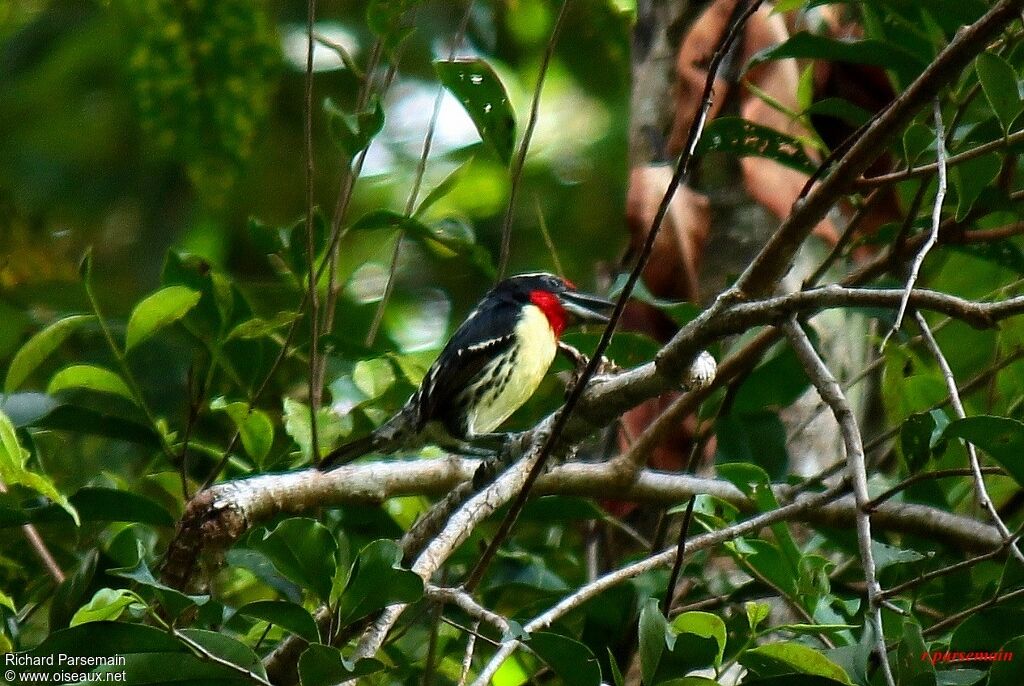 Black-spotted Barbetadult