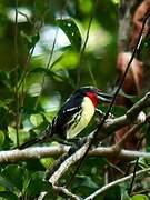 Black-spotted Barbet