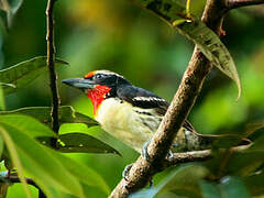 Black-spotted Barbet